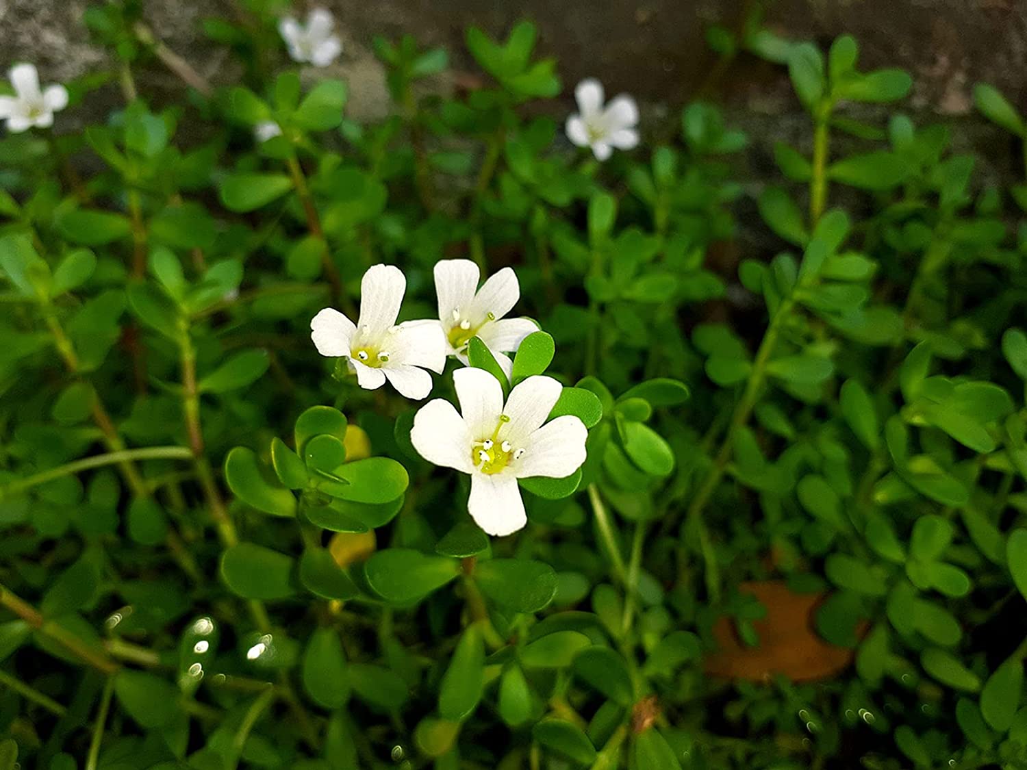 The Science Behind the Cognitive-Enhancing Effects of Brahmi